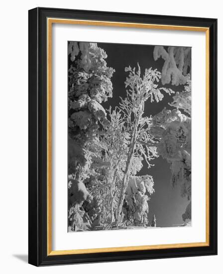 Heavy Snow Fall on Trees at Mt. Tremblant-Alfred Eisenstaedt-Framed Photographic Print