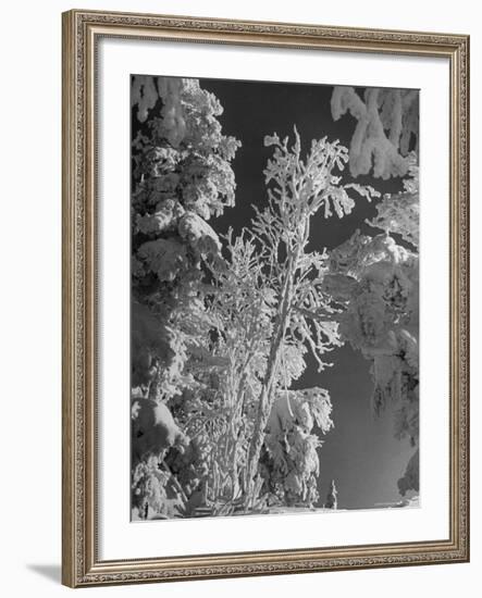 Heavy Snow Fall on Trees at Mt. Tremblant-Alfred Eisenstaedt-Framed Photographic Print