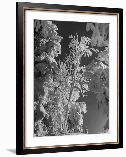 Heavy Snow Fall on Trees at Mt. Tremblant-Alfred Eisenstaedt-Framed Photographic Print