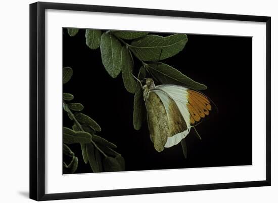 Hebomoia Glaucippe (Great Orange Tip)-Paul Starosta-Framed Photographic Print