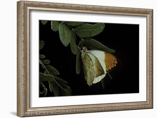 Hebomoia Glaucippe (Great Orange Tip)-Paul Starosta-Framed Photographic Print