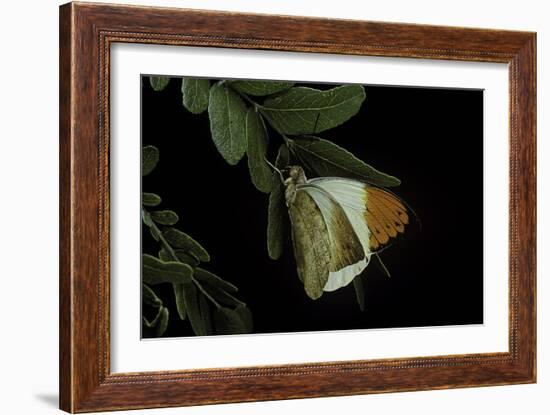 Hebomoia Glaucippe (Great Orange Tip)-Paul Starosta-Framed Photographic Print