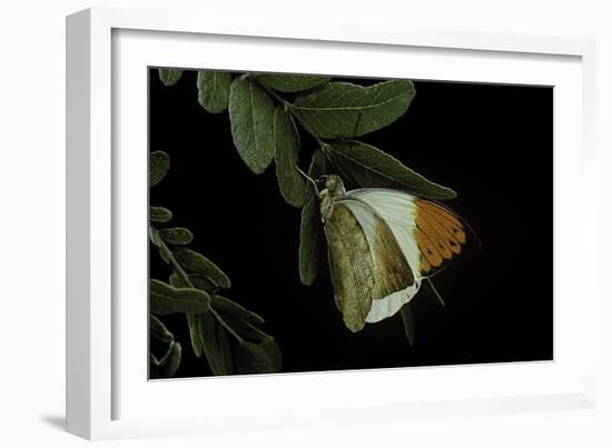 Hebomoia Glaucippe (Great Orange Tip)-Paul Starosta-Framed Photographic Print