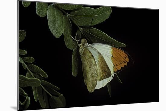 Hebomoia Glaucippe (Great Orange Tip)-Paul Starosta-Mounted Photographic Print