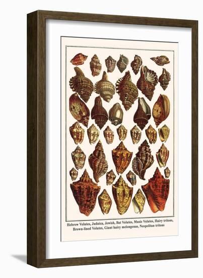 Hebrew Volutes, Judaica, Jewish, Bat Volutes, Music Volutes, Hairy Tritons, etc.-Albertus Seba-Framed Art Print