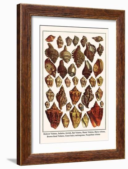 Hebrew Volutes, Judaica, Jewish, Bat Volutes, Music Volutes, Hairy Tritons, etc.-Albertus Seba-Framed Art Print