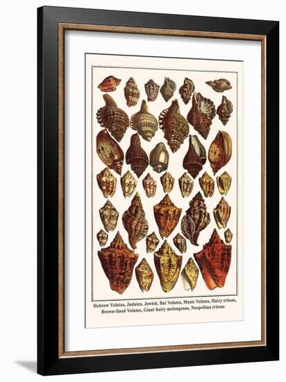 Hebrew Volutes, Judaica, Jewish, Bat Volutes, Music Volutes, Hairy Tritons, etc.-Albertus Seba-Framed Art Print