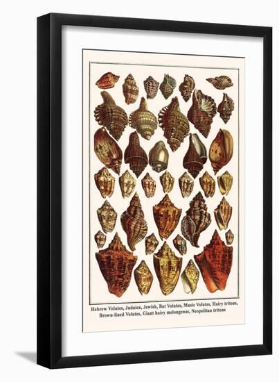 Hebrew Volutes, Judaica, Jewish, Bat Volutes, Music Volutes, Hairy Tritons, etc.-Albertus Seba-Framed Art Print