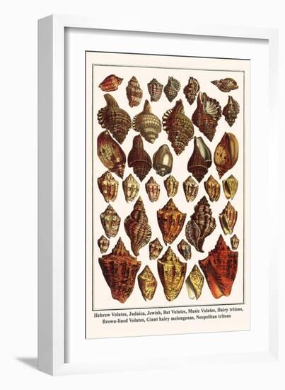 Hebrew Volutes, Judaica, Jewish, Bat Volutes, Music Volutes, Hairy Tritons, etc.-Albertus Seba-Framed Art Print