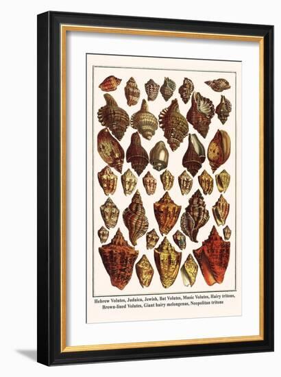 Hebrew Volutes, Judaica, Jewish, Bat Volutes, Music Volutes, Hairy Tritons, etc.-Albertus Seba-Framed Art Print