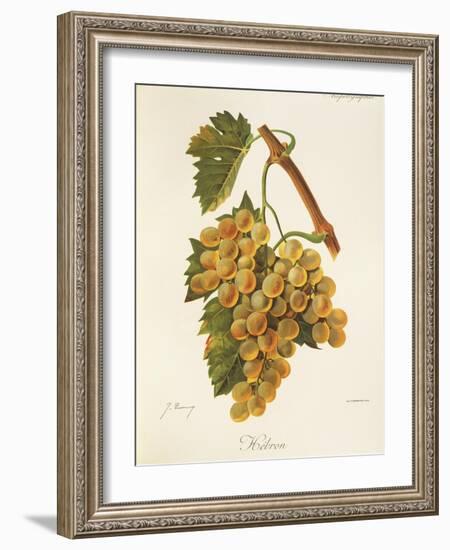 Hebron Grape-J. Troncy-Framed Giclee Print