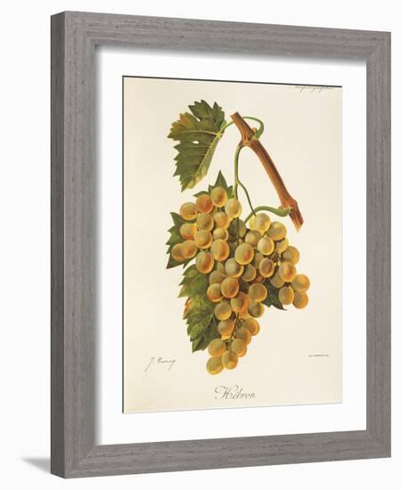 Hebron Grape-J. Troncy-Framed Giclee Print