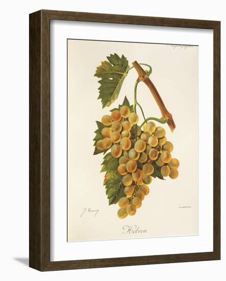 Hebron Grape-J. Troncy-Framed Giclee Print