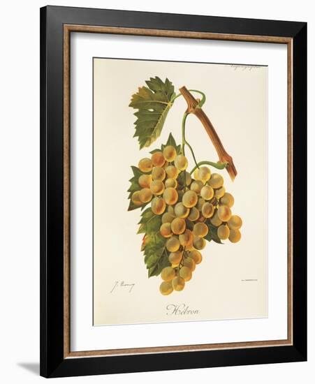 Hebron Grape-J. Troncy-Framed Giclee Print