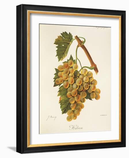 Hebron Grape-J. Troncy-Framed Giclee Print