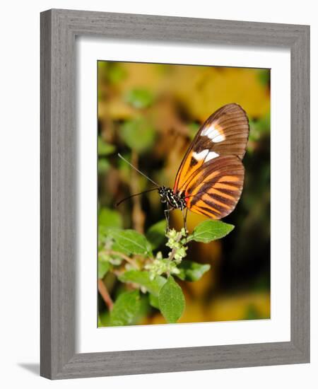 Hecales Longwing Butterfly (Heliconius Hecale), Widespread across South America-Raj Kamal-Framed Photographic Print