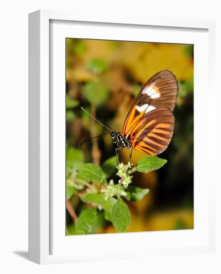 Hecales Longwing Butterfly (Heliconius Hecale), Widespread across South America-Raj Kamal-Framed Photographic Print