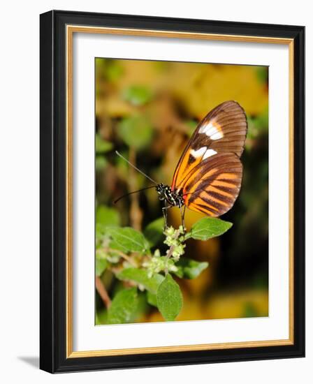 Hecales Longwing Butterfly (Heliconius Hecale), Widespread across South America-Raj Kamal-Framed Photographic Print