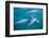 Hector's dolphin (Cephalorhynchus hectori) thru' the surface. Akaroa, New Zealand.-Tom Walmsley-Framed Photographic Print