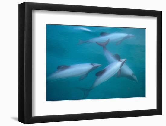 Hector's dolphin (Cephalorhynchus hectori) thru' the surface. Akaroa, New Zealand.-Tom Walmsley-Framed Photographic Print