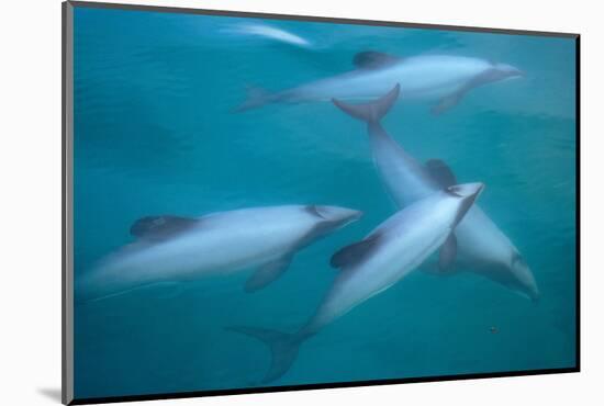 Hector's dolphin (Cephalorhynchus hectori) thru' the surface. Akaroa, New Zealand.-Tom Walmsley-Mounted Photographic Print