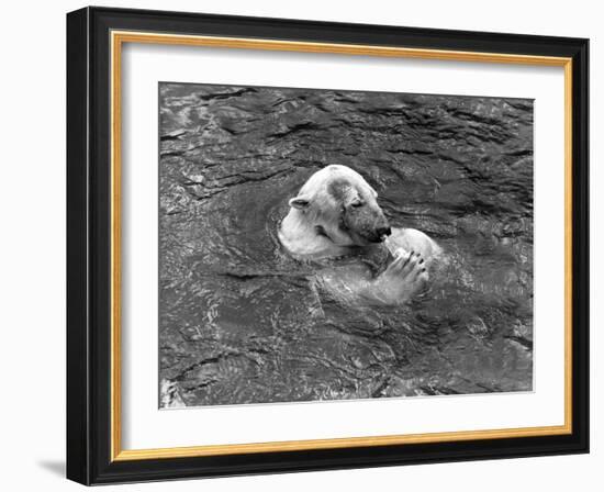 Hector the Polar Bear Drinking from a Bottle During the Summer of 1970 at Calderpark Zoo-null-Framed Photographic Print