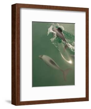 Hectors Dolphin, New Zealand-Tobias Bernhard-Framed Photographic Print