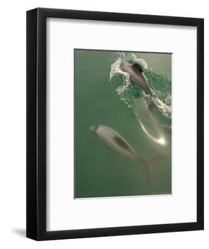 Hectors Dolphin, New Zealand-Tobias Bernhard-Framed Photographic Print