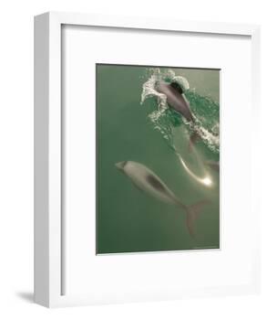 Hectors Dolphin, New Zealand-Tobias Bernhard-Framed Photographic Print
