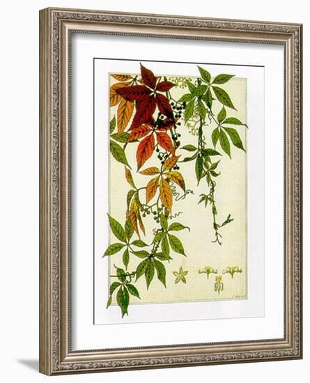 Hedera-M^ P^ Verneuil-Framed Art Print