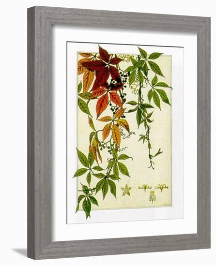 Hedera-M^ P^ Verneuil-Framed Art Print