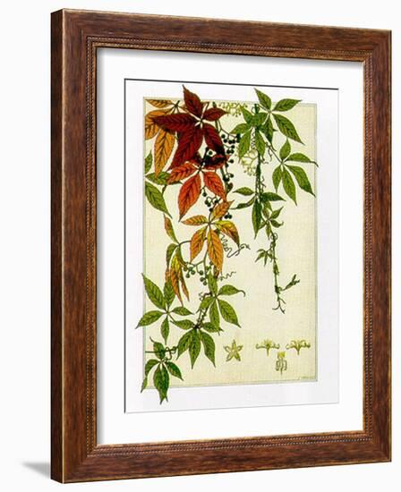 Hedera-M^ P^ Verneuil-Framed Art Print