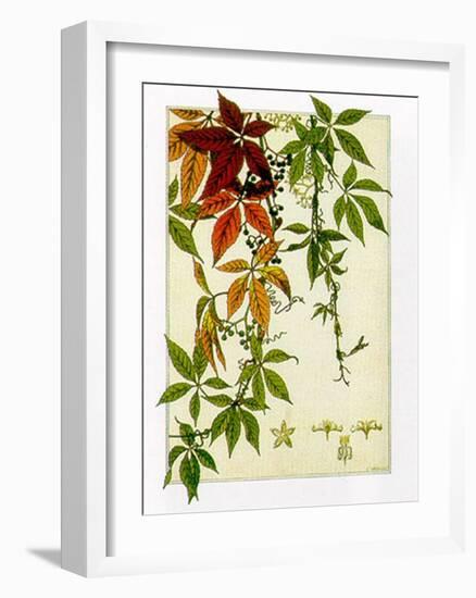 Hedera-M^ P^ Verneuil-Framed Art Print