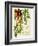 Hedera-M^ P^ Verneuil-Framed Art Print