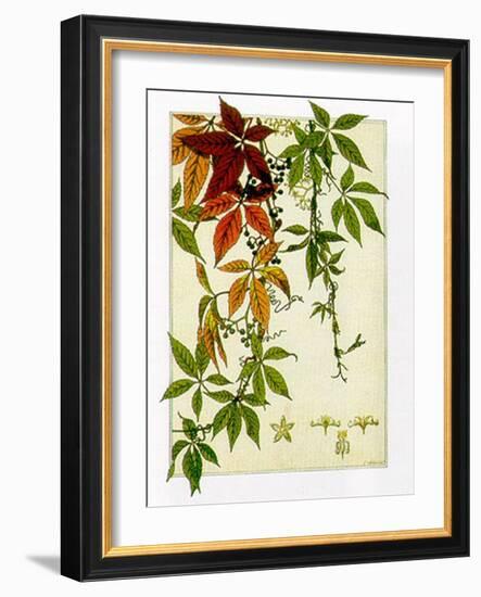 Hedera-M^ P^ Verneuil-Framed Art Print