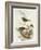 Hedge Accentor (Prunella Modularis)-John Gould-Framed Giclee Print