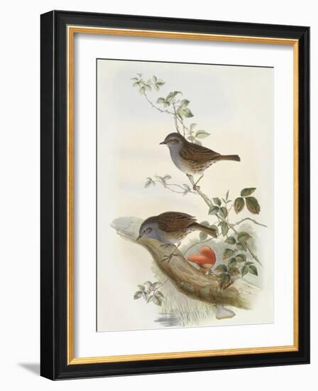 Hedge Accentor (Prunella Modularis)-John Gould-Framed Giclee Print