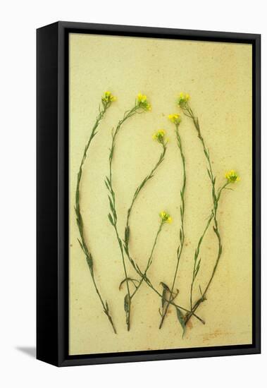 Hedge Mustard-Den Reader-Framed Premier Image Canvas