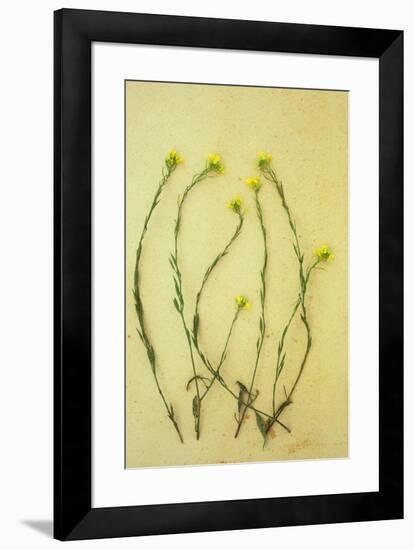 Hedge Mustard-Den Reader-Framed Photographic Print
