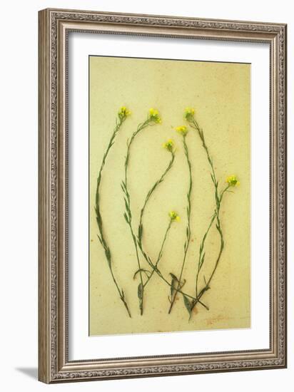 Hedge Mustard-Den Reader-Framed Photographic Print