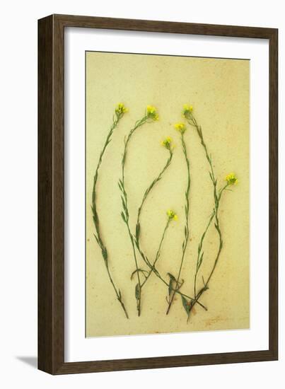 Hedge Mustard-Den Reader-Framed Photographic Print