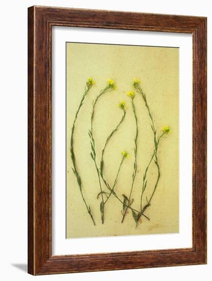 Hedge Mustard-Den Reader-Framed Photographic Print