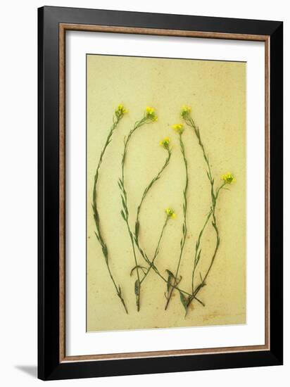 Hedge Mustard-Den Reader-Framed Photographic Print