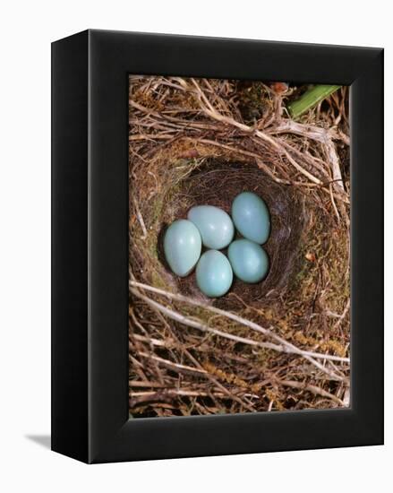 Hedge Sparrow / Dunnock, Nest with Five Eggs, UK-Jane Burton-Framed Premier Image Canvas