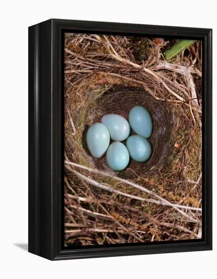 Hedge Sparrow / Dunnock, Nest with Five Eggs, UK-Jane Burton-Framed Premier Image Canvas