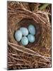 Hedge Sparrow / Dunnock, Nest with Five Eggs, UK-Jane Burton-Mounted Photographic Print