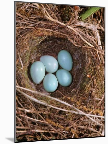 Hedge Sparrow / Dunnock, Nest with Five Eggs, UK-Jane Burton-Mounted Photographic Print