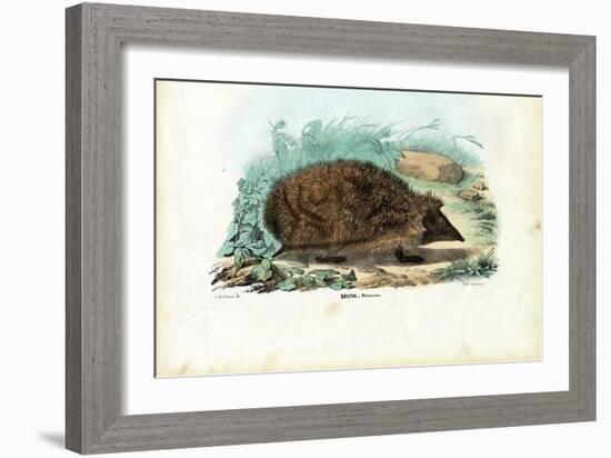 Hedgehog, 1863-79-Raimundo Petraroja-Framed Giclee Print