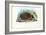 Hedgehog, 1863-79-Raimundo Petraroja-Framed Giclee Print