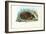 Hedgehog, 1863-79-Raimundo Petraroja-Framed Giclee Print